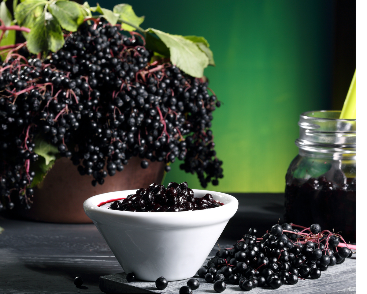 Elderberry - Natures' Gift