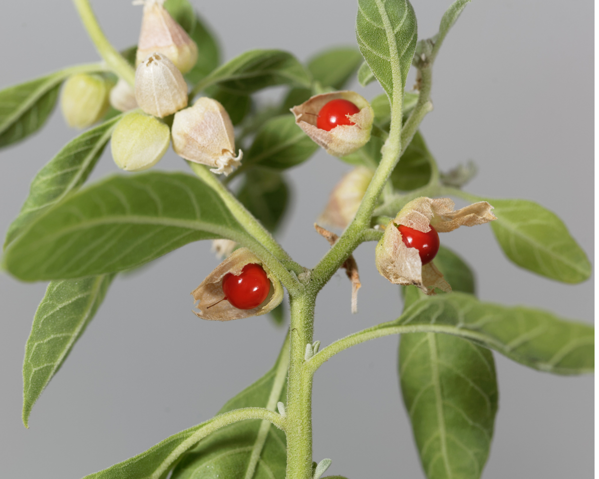 My Balance Nutrisentials Organic Ashwagandha - An Ancient Treasure